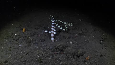 Striped Eels Swim To Make New Eels