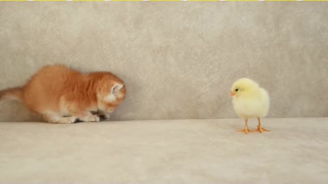 Cat and chicks mischief