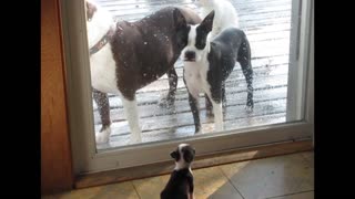 Tiny Pup Is Barking At The Sliding Glass Door To Release Her Captivated Parents