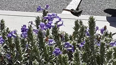 The Hummingbird in flight on the flowers outside Northrup Grumman.AZ