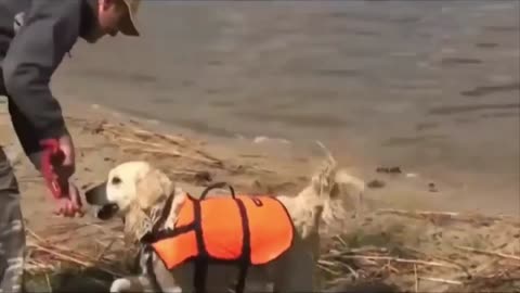 Dog rescue man Best friend swim training (Awesome)