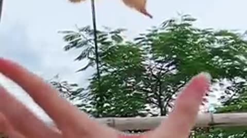 A cute white sugar glider flying