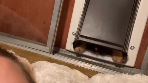 Cat Brings Mom a Special Surprise