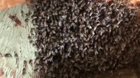 2 week old hive