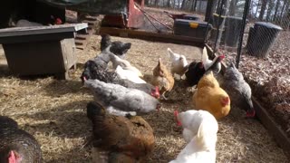Chickens try Post Great Grains Raisins, Dates, & Pecans Cereal.