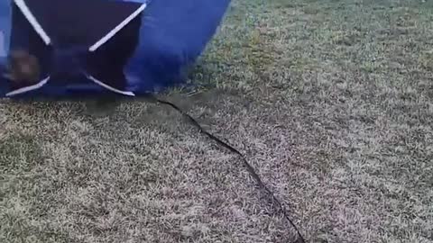 Mercy the Corgi Turns Tent into Giant Hamster Ball