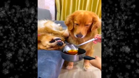 Funniest Dogs And Cats Videos 5 Best Funny Animal Videos 2024 🥰