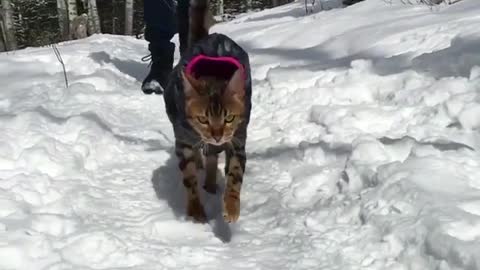 A cat in down jacket