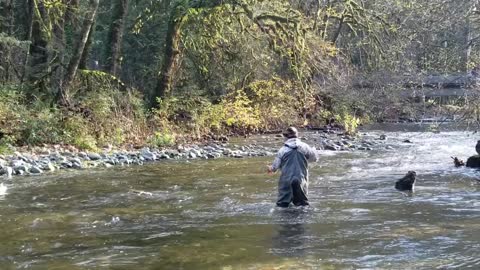 Salmon run Spearfishing Victoria, British Columbia, Canada