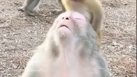 Cute monkey baby with mom🐒😍