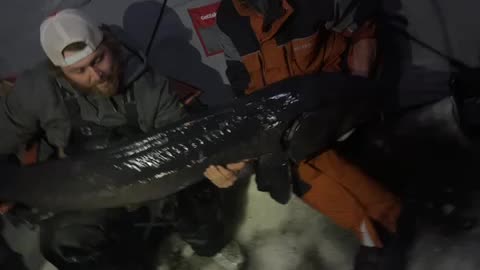 WOW! A 77.25 inch sturgeon released in a tournament
