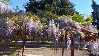 Have you ever seen the purple cascading flower?