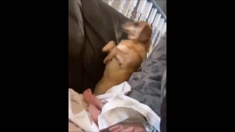 A dog traumatized by a baby's diaper!