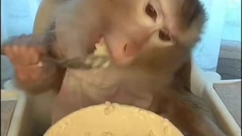 Monkey having a good time