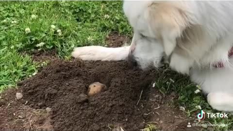 Gopher Pops Out Of Hole To Give Doggy A Kiss