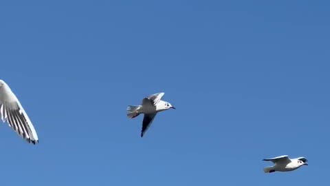 Mesmerizing Bird's Eye View of the Sky