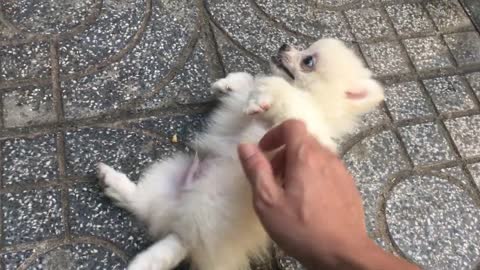 Pomeranian Puppy interesting video