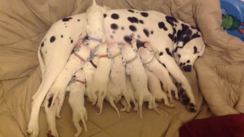 Dalmatian mom nurses 11 hungry puppies