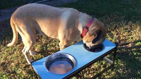 Dog Eating Dog Bowl Rottweiler