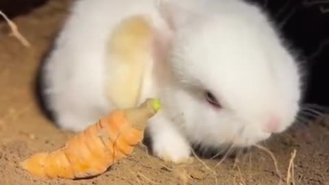 An adorable little bunny