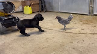 Cane Corso Puppy Plays With Chicken