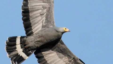 African harrier-hawk || Description and Facts!