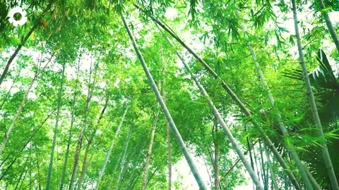 Bamboo Harvesting and Manufacturing in a $100 Billion Industry - Agricultural Technology