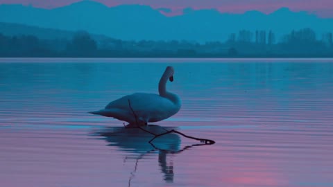 Swan Bird Evening