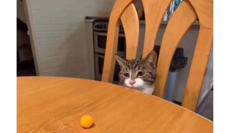 Cat want to play