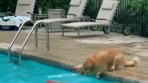 Dog triying to grab it's toy from swimming pool