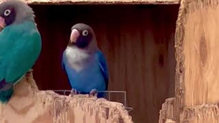 Lovebirds and cockatoos