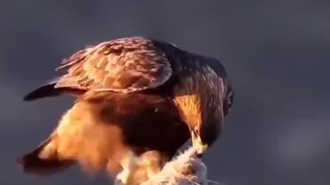 🥵🔥Mindblowing Facts About Eagle.! 🦅🔥#shorts #eagle #animals