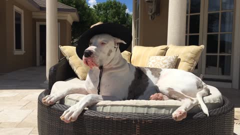 Hat wearing Great Dane yawns and relaxes on lounger