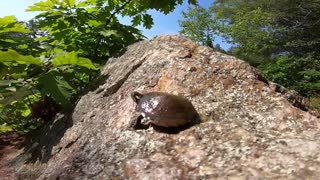 Little Turtle Big Jump