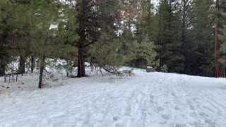 Stay to the RIGHT at the Fork after the Trailhead – Bandit Springs Sno-Park – 4K