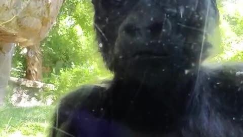 This gorilla is so clean, he licks the glass