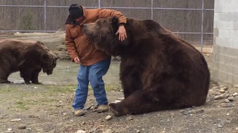 Kodiak bear grabs Jim back as he walks away