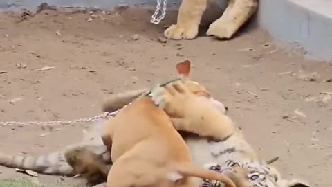 Dog Playing With Tiger | Nouman Hassan |