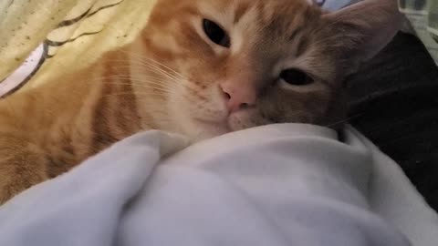 Sleepyhead cat lounging on his cot under the cover