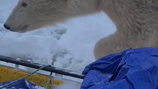 A Close Polar Bear Encounter