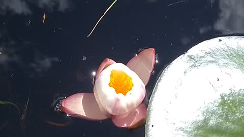 Water Lily