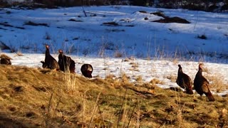 Wild Turkeys