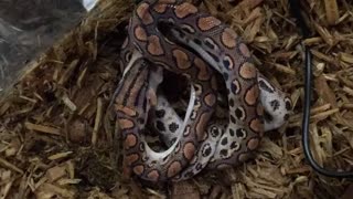 Time lapse: Brazilian Rainbow Boa feeding time