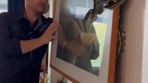 Large python found hiding behind homeowner's painting