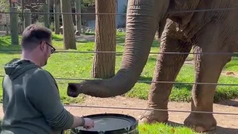 Adorable Elephant Learns to Play the Drums #shorts
