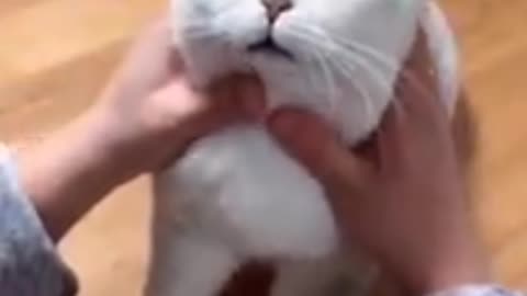 Most satisfying funny cat video