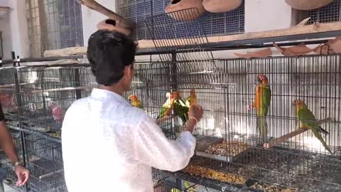 Many More New Exotic Parrots Breeding Pairs In Our Farm - Most Powerful Dog Breed