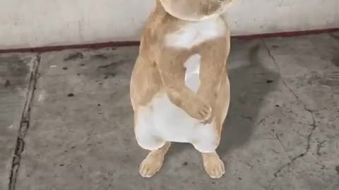 Baby Rabbit Dance
