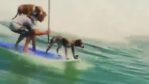 dude surfing with his dogs