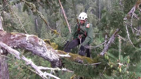 Life in a Rain Forest Tree Top - Olympic National Park